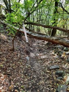 UltraBalatonn Trail 2021 kidőlt fa